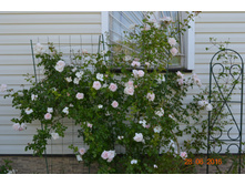 ��� ����