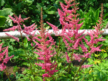 IMG 4923.JPG