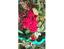 ����� (5).JPG