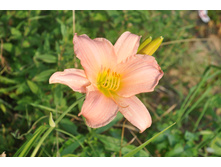 �������� �������