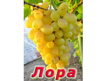 �������� ���� 160���..jpg