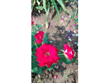 IMG 20160724 090630.jpg