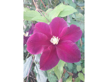 13600188 1450083821683853 8944624137841548923 n.jpg