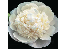 ���� Princess Bride ���� �������� ����� (Klehm 1988, ���) ������ 25�� 13.13����