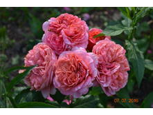 ���� ��� ����� ��������� ���� �������� ����