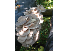 IMG 20160728 102509.jpg