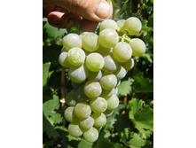 �������� ��������� 160���..jpg