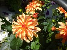 �������� ������� �����