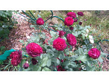 Astrid Grafin von Hardenberg (3).JPG