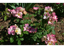 Liola ����� (�����2016�)