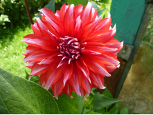 ����� �����