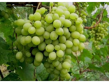 �������� ������ ����� �������� 160���..jpg