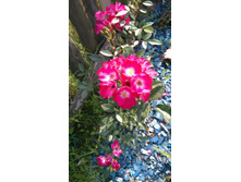 Grand-Duc Jean (2).JPG