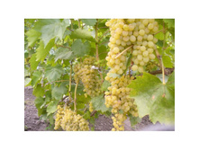 �������� ������ ���������� 160���..jpg