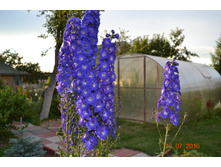 �������. �����������