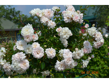 Sea Foam (����� �� ��������� ������)