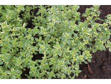 �. ��������������� "Golden King"(T. citriodoru s"Golden King")