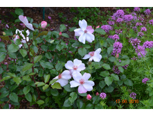 Astronomia/�������� ������