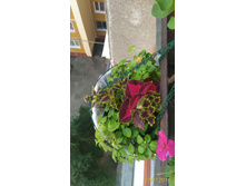 P 20160727 111444 1 p.jpg