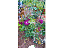 Midnight Blue (13).JPG