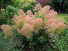 ������� Cotinus cog. Young Lady - 4,99 ������ �� ������������