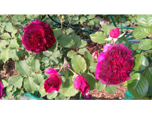 Munstead Wood (13).JPG