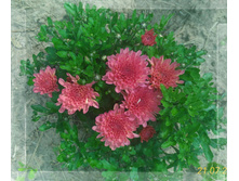 P 20160721 130200 p 1 1.jpg