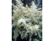 IMG 20160717 172248[1].jpg