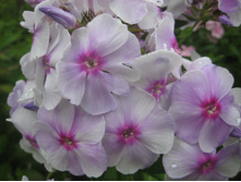 ����������� ���������.JPG