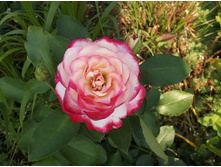 ������ ������ ������