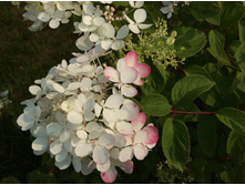 ������� ��� :)