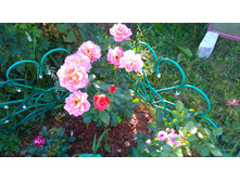 Pumpkin Patch (11).JPG