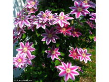Clematis Dr Ruppel - 3,37 ������ �� ������������