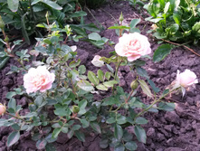 ��� ���������