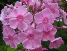 ������� �����.JPG