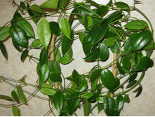 Hoya Buottii