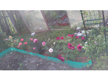 ������� (9).JPG