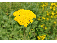 ������������� ����������