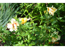 ���-�� ���� �� ����������.