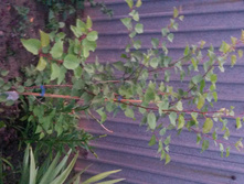 ������� "������ݣ���"