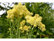 ����������� T.polygamum ( �������)