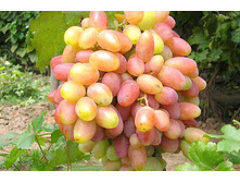 �������� ������ ������������� 160���..jpg