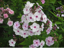 ��������������  ������