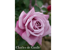 Charles de Gaulle.jpg