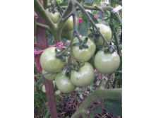 13729033 1471007496258152 6915099157910744242 n.jpg