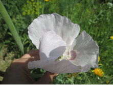 ���� 030.jpg