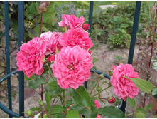 �������� �������