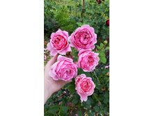 PrincessAlexanderOfKent