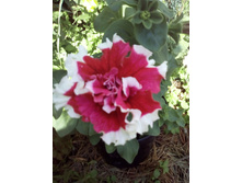 IMG 20160626 100614[1].jpg