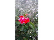 Deep Impression (2).JPG